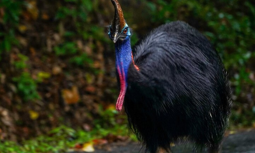 Image 12: Private Luxury Daintree Dream Tour All Inclusive