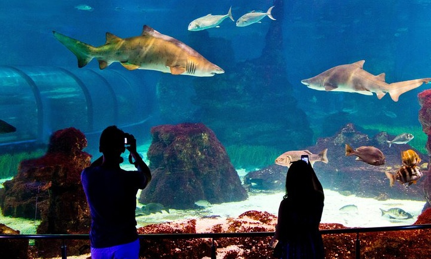 Image 4: Evite las colas Entrada para el Acuario de Barcelona