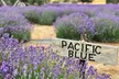 Kangaroo Island - Full Day Tasting Tour - Image 2