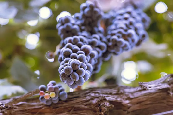 PRIVATE Luxury Transportation Experience - Sonoma