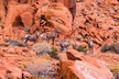 Valley of Fire State Park Day Tour from Las Vegas - Second Medium