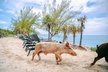 Swimming Pigs Of Rose Island Express Water Taxi Nassau Bahamas - Second Medium