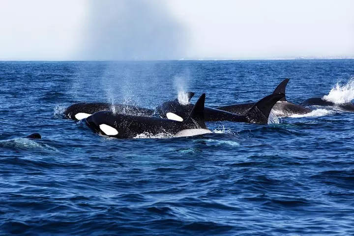 Supreme 2hr Whale/Dolphin Watching Newport Beach, 6 person max