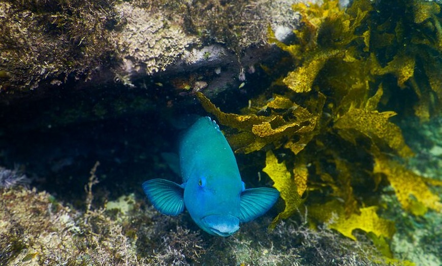 Image 12: Snorkeling To Discover Sydney's Underwater Wonders