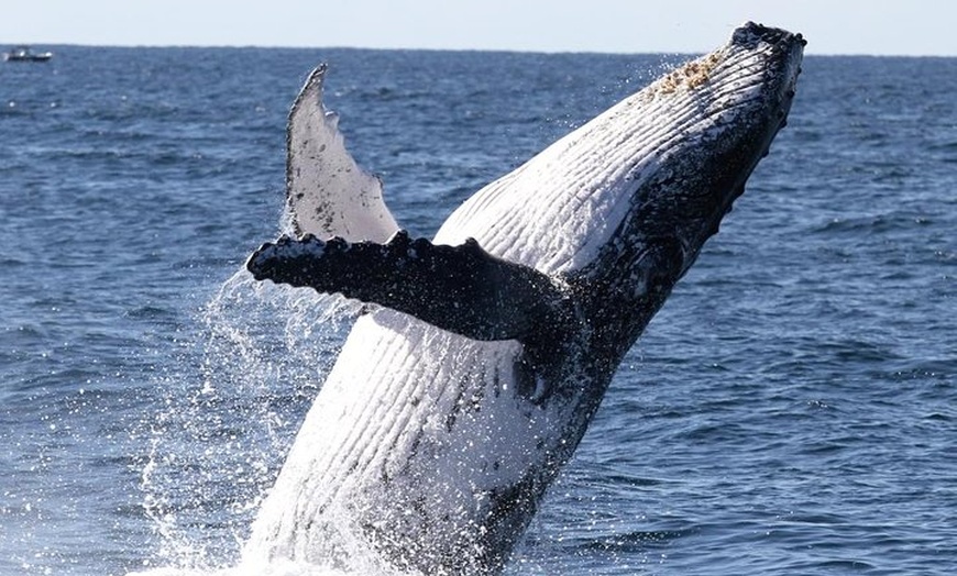 Image 2: Whale Watching Tour with Spirit of Gold Coast