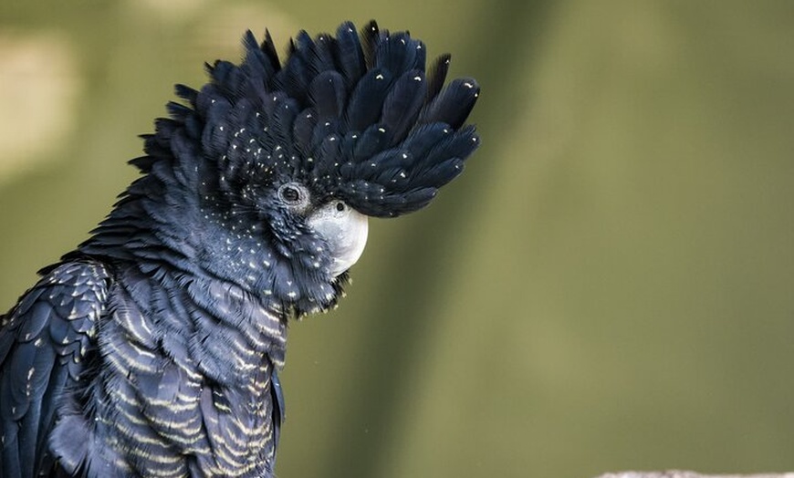 Image 6: PRIVATE Blue Mountains Scenic World Australian Wildlife & Cruise