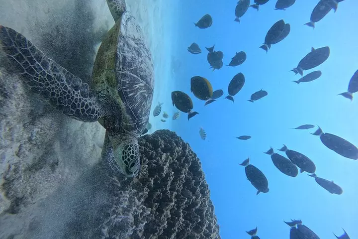 Moana's Waikīkī Grand Guided Turtle Snorkel & Sailing Adventure