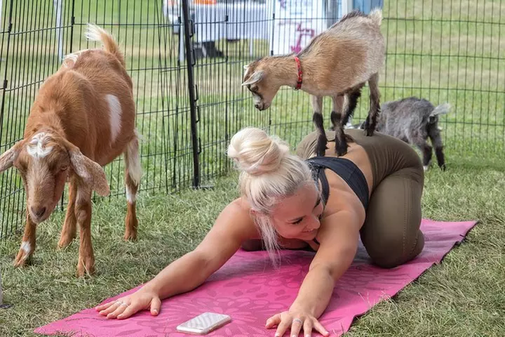 Goat Yoga and Wine Tasting - Primary Image