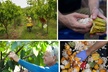 Lahaina: Maui Ku'ia Estate Guided Cacao Farm Tour and Tasting - Second Medium