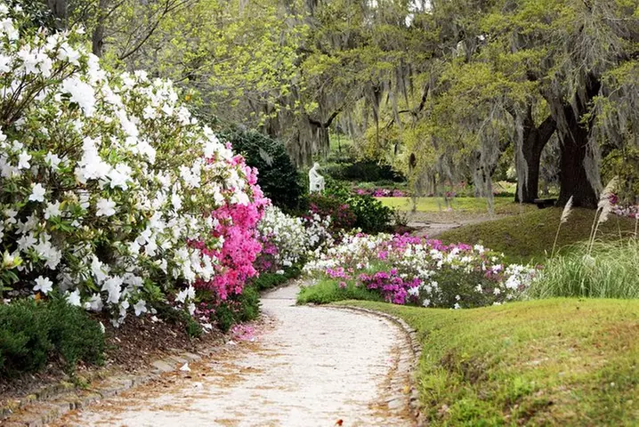 Middleton Place Admission with Self Guided Tour and Lunch