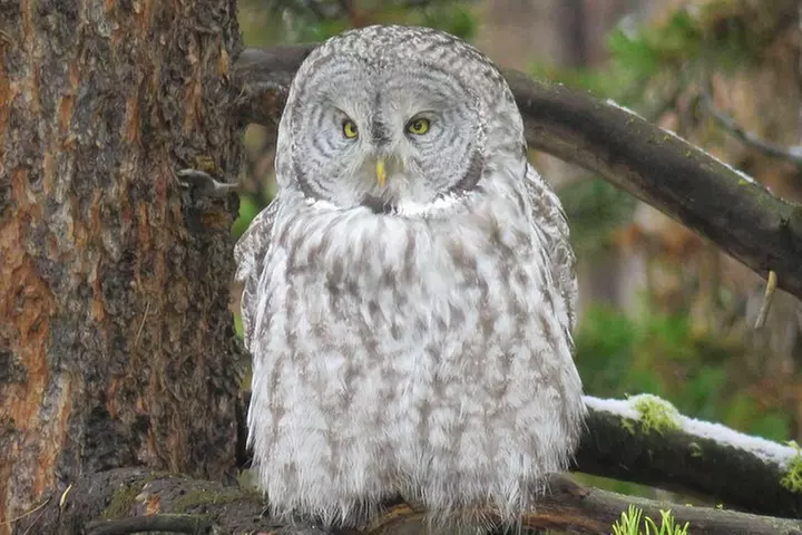 Yellowstone National Park - Full-Day Lower Loop Tour from West Yell...