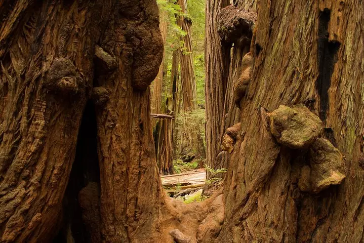 San Francisco to Muir Woods Shuttle