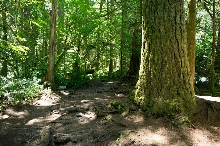Ultimate Mount Rainier National Park Self-Guided Driving Tour