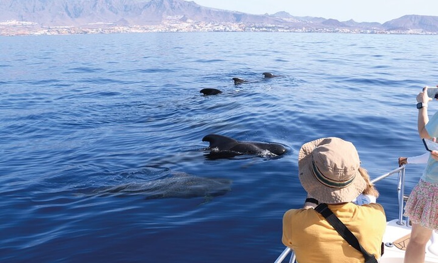 Image 1: Costa Adeje | Avistamiento de cetáceos en Tenerife Sur