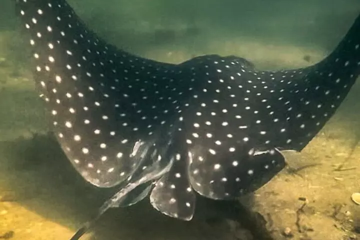 Clear Kayak Ecotour at Robinson Preserve in Bradenton, Florida