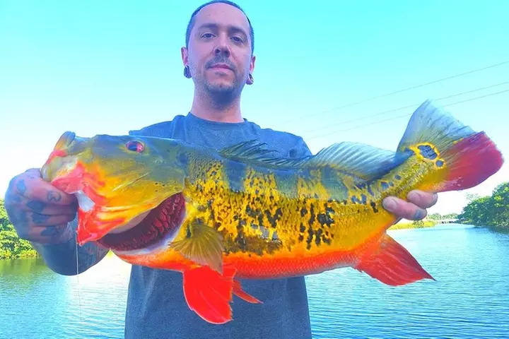 Peacock Bass Fishing Trips Near Miami Florida