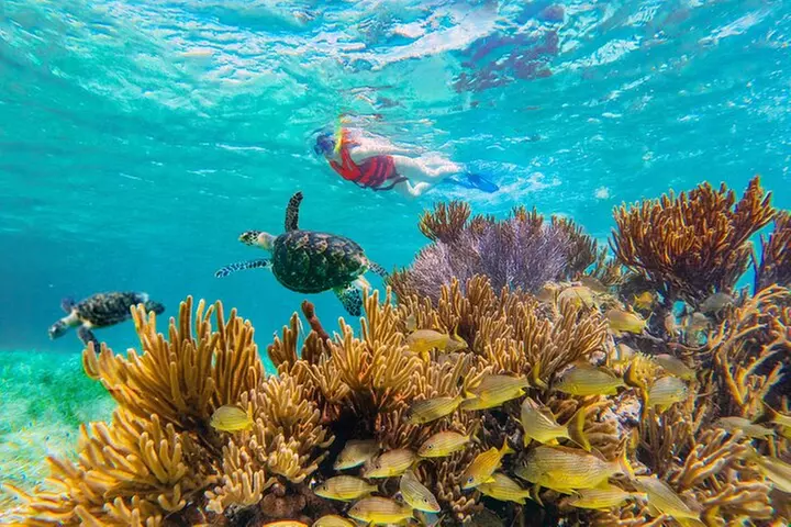 Coral Reef Snorkeling Expedition from Cancun with Beachside Lunch - Primary Image