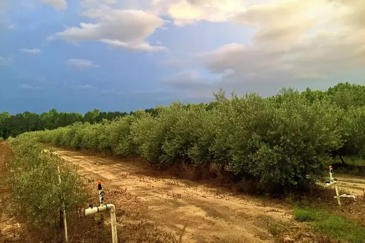 The Olive Grove Tour