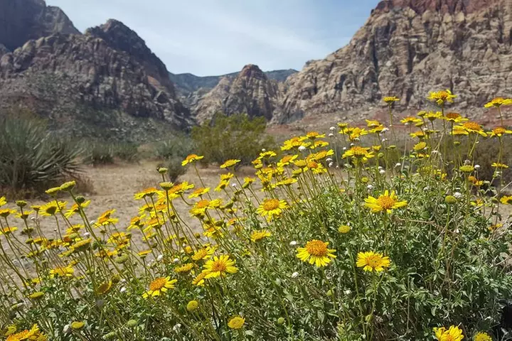 Red Rock Canyon eBike Half-Day Tour