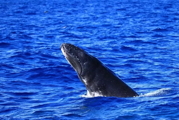 Guaranteed Whale Watch in Kona