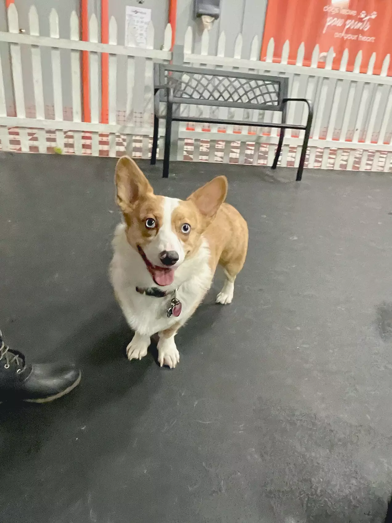 $10 For 2 Day Passes To The Indoor Dog Park (Reg. $20) - Primary Image