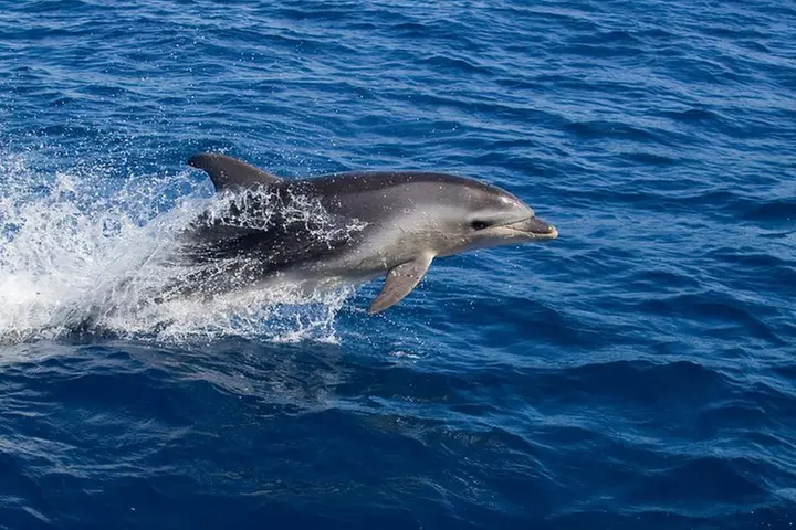 Wineglass Bay Cruise from Coles Bay