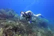 2 Deep Reef Dives in Cancun Caribbean Sea for Certified Divers - Second Medium