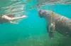 San Juan Snorkel with Manatees and Turtles with Free Rum