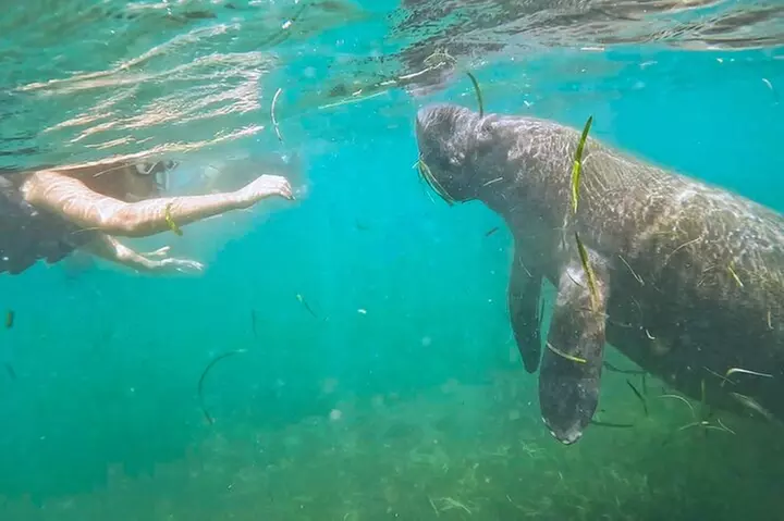 San Juan Snorkel with Manatees and Turtles with Free Rum - Primary Image