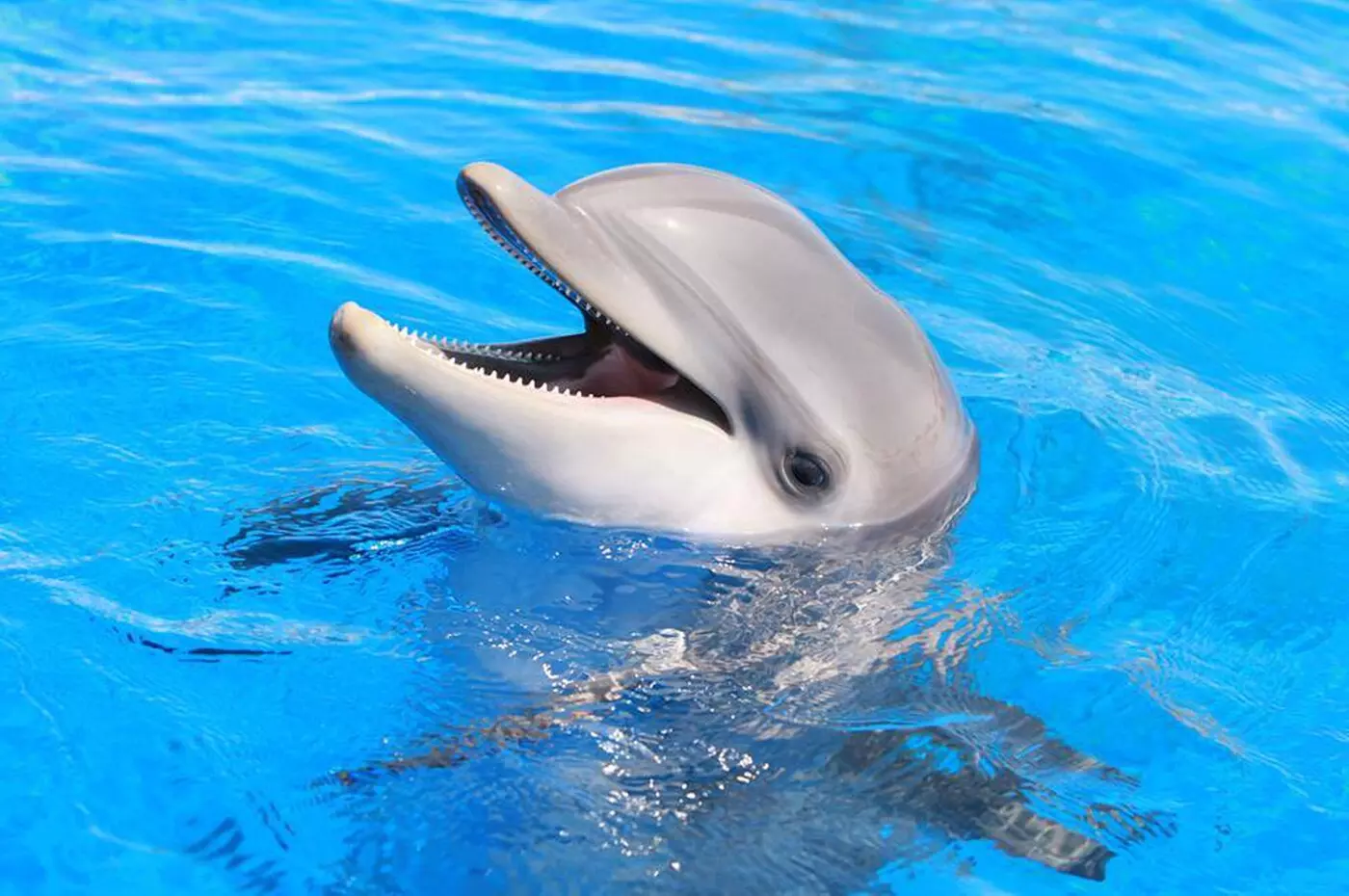$89.99 For A Dolphin Encounter (Reg. $179.99)