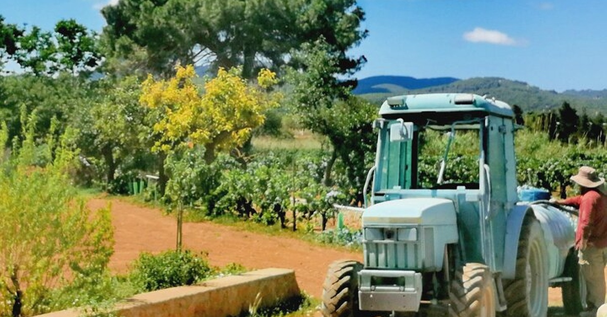 Tour privado con cata de vinos en Palma de Mallorca