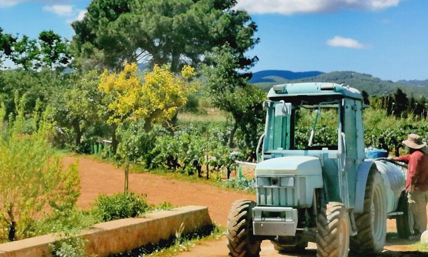 Image 1: Tour privado de Ibiza Winetasting