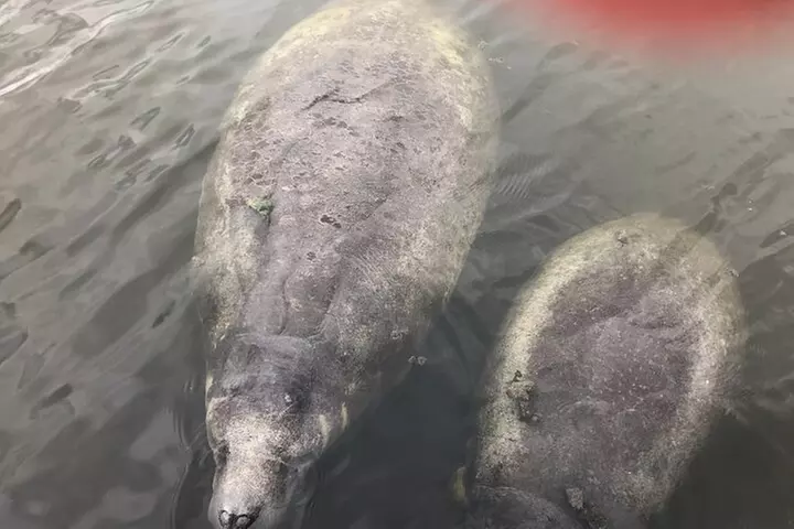 Brevard County Tours, dolphin and manatee tours in Palm Bay, FL