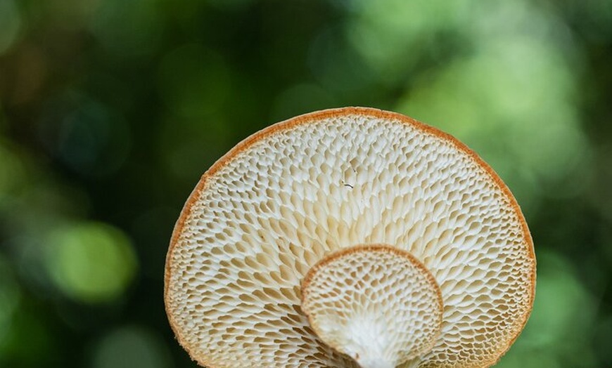 Image 5: 2-Hour Mushroom Photography Activity in Cairns Botanic Gardens