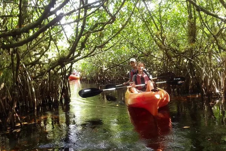 3 Hour Guided Mangrove Tunnel Kayak Eco Tour