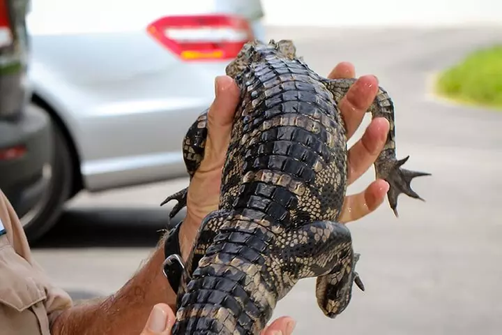 EVERGLADES French Tour from ORLANDO