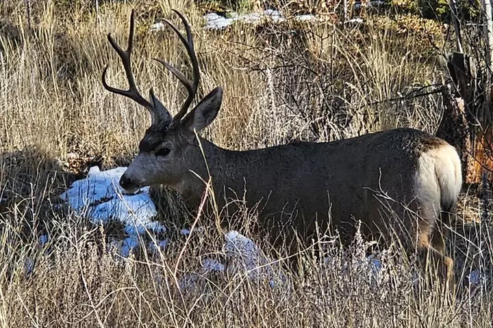 Woodland Park: 2 Hour Guided Wildlife Sunset UTV Tour - You Drive