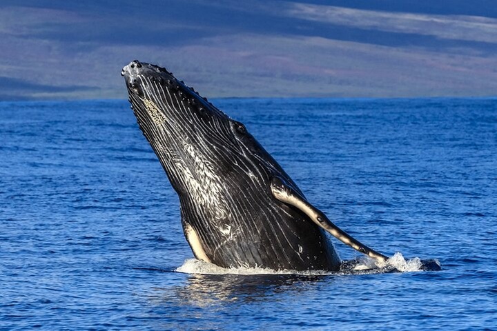 HIGH QUALITY Whale Watch Adventure Aboard Luxury Super Raft