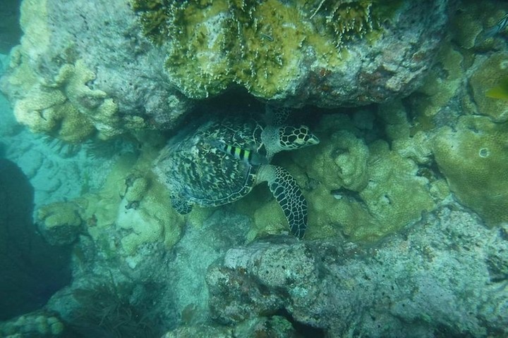Key West Snorkeling with Breakfast and Unlimited Mimosas