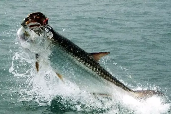 6-hour Miami Inshore Fishing trip