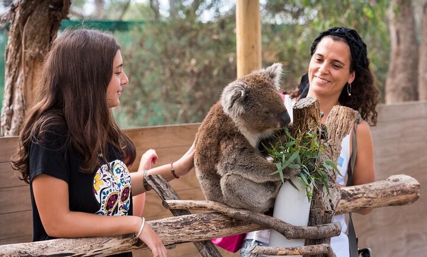 Image 3: Full-Day Phillip Island Tour with Kangaroo, Koala and Penguin Parade