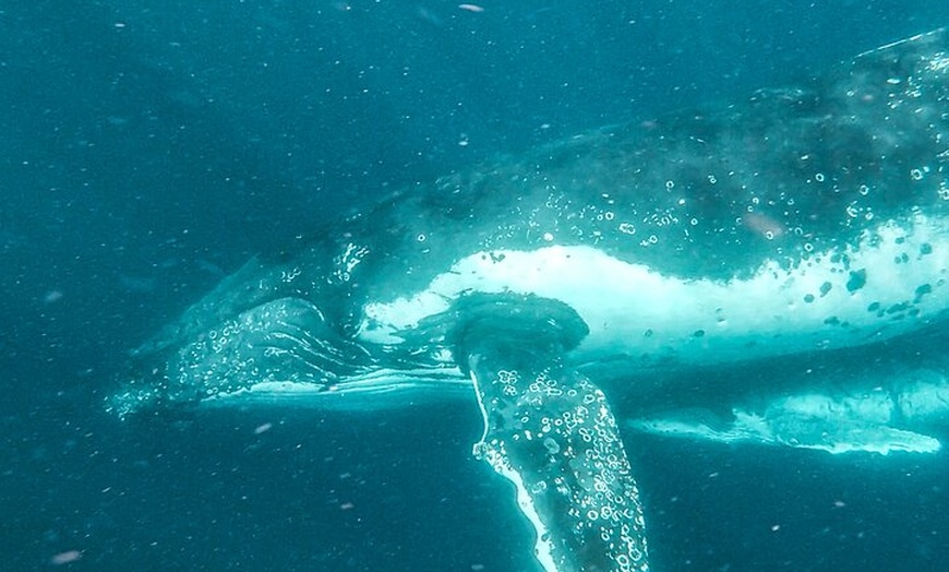 Image 6: Whale Watching and Swim with Whales Cruise from Mooloolaba