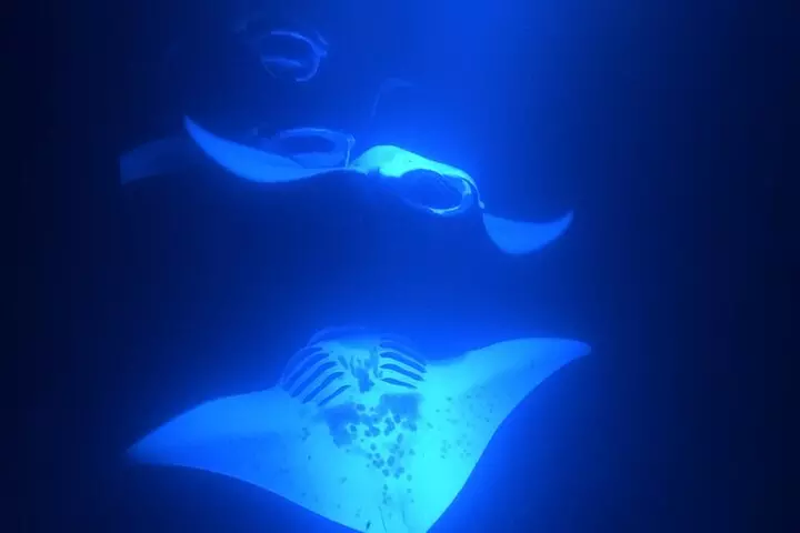 Manta Ray Snorkeling by Night in Kailua-Kona, Hawaii