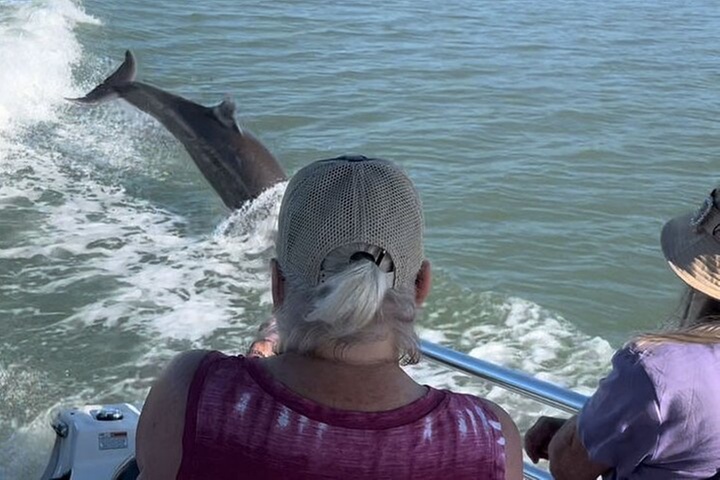 Best of Marco Island Dolphin Tour
