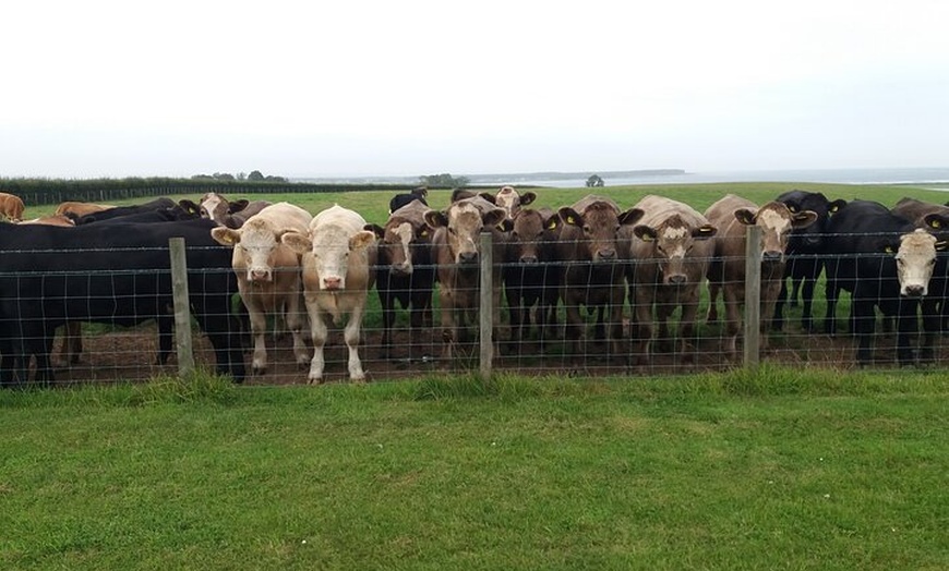 Image 19: Private Shore Excursions : St Andrews & Fishing Villages of Fife