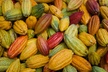 Lahaina: Maui Ku'ia Estate Guided Cacao Farm Tour and Tasting - Second Medium