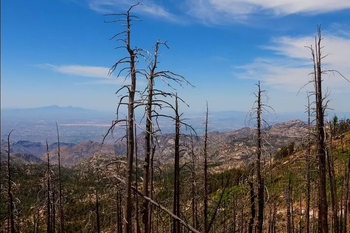 Saguaro NP and Mt. Lemmon Self Guided Driving Audio Tour Bundle