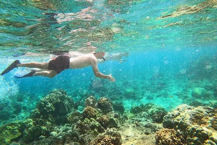 Beach Snorkel - Sea Turtle and Black Sand Lagoon - Primary Image