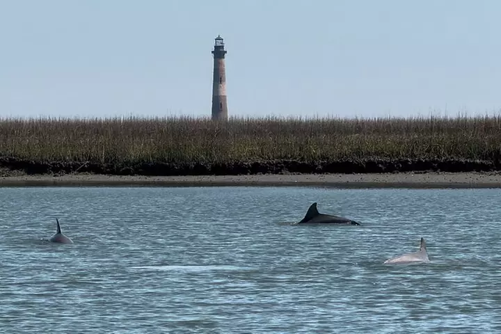 Private Charleston Dolphin and Eco Boat Tour