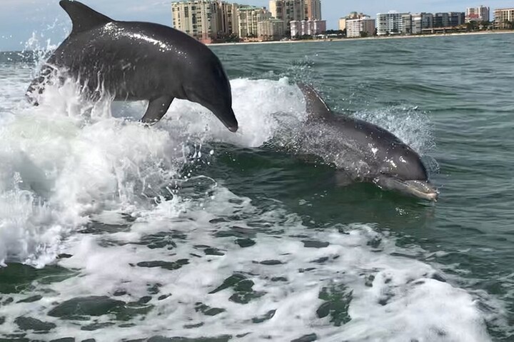 Best of Marco Island Dolphin Tour